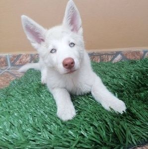 Meet your Posher, Angel